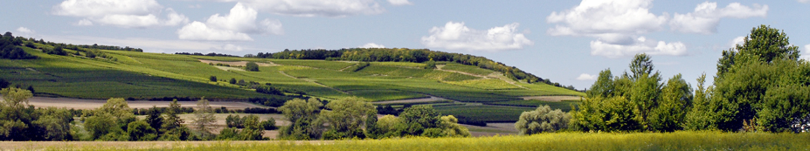 Hügellandschaft mit Bäumen und Weinbergen © Dienstleistungszentren Ländlicher Raum
